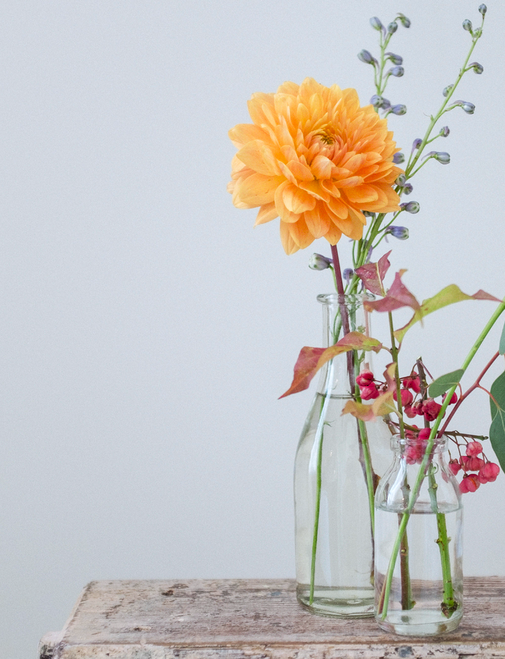 秋のお花「ダリア」