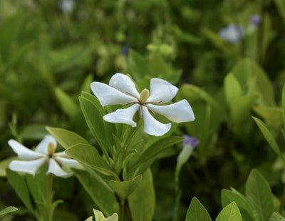 お花の季節がやってきた